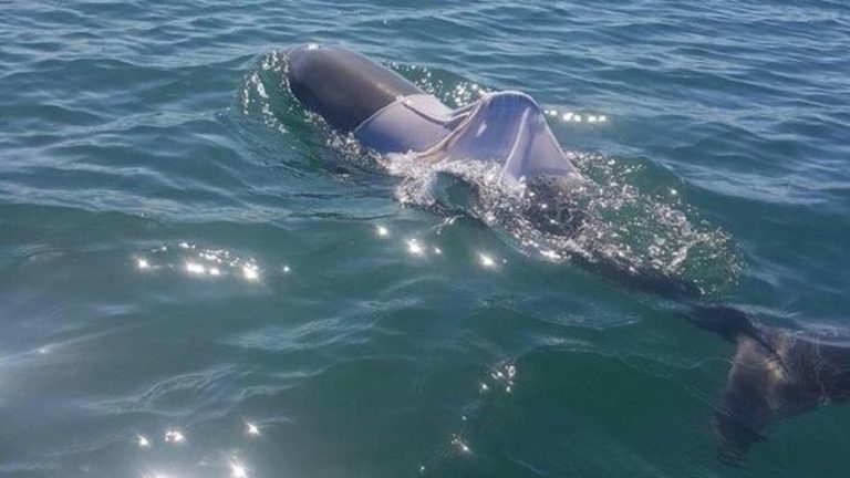 Australija: Potraga za delfinom kojem je obučena majica, prijeti mu gušenje