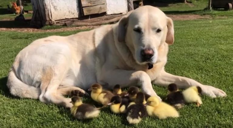 Labrador Fred usvojio devet pačića nakon što su ostali bez majke