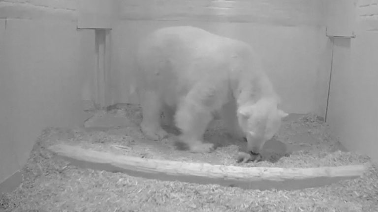 Zoološki vrt u Berlinu proslavio rođenje bebe polarnog medvjeda