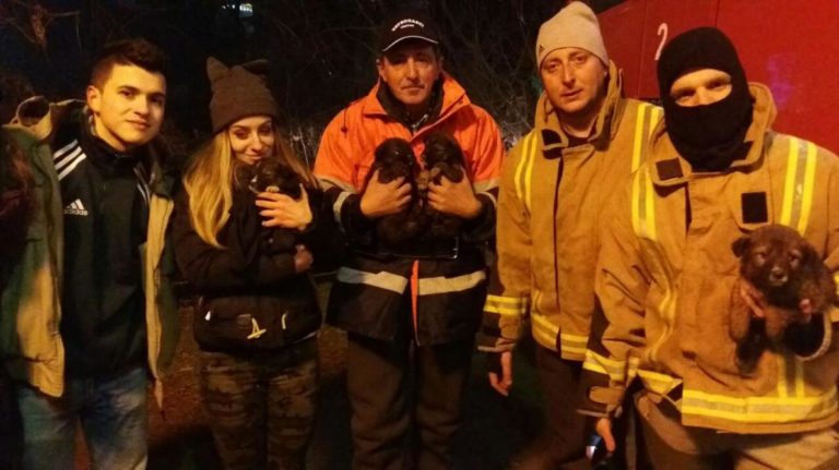 Vratnički vatrogasci još jednom pokazali humanost: Promrzle kučiće spasili iz korita Miljacke