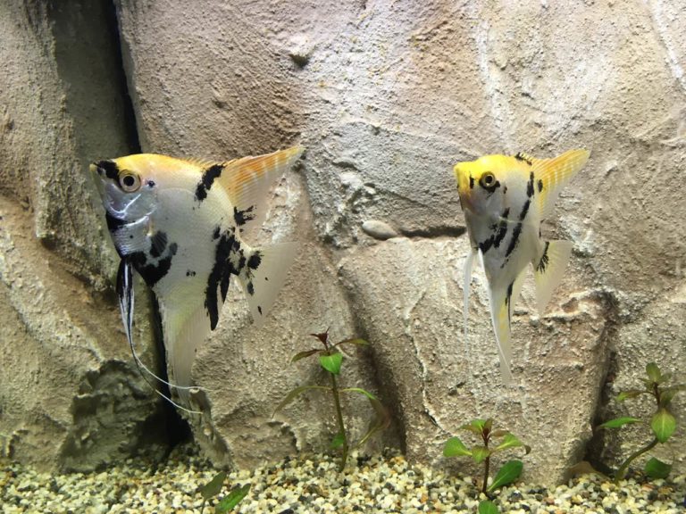 Akvarijska riba – Pterophyllum scalara