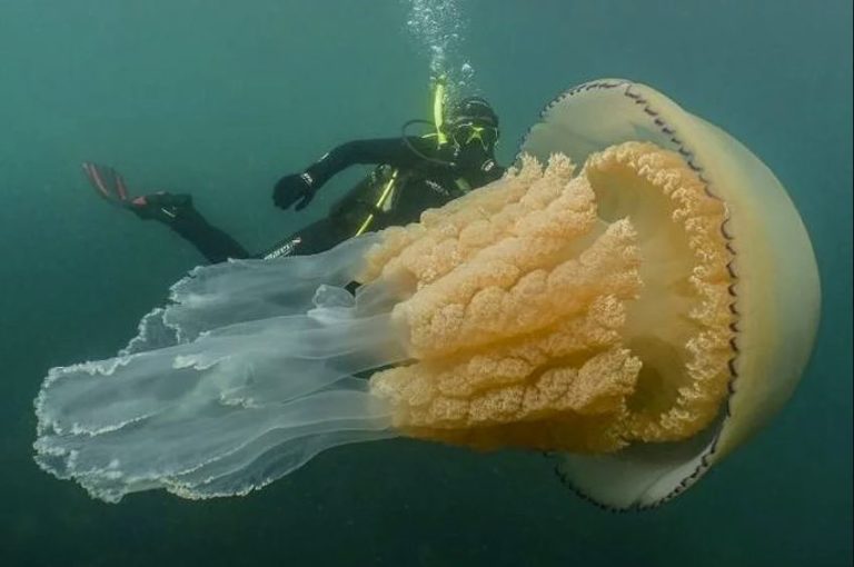 Meduza veličine čovjeka iznenadila morsku biologinju u Engleskoj