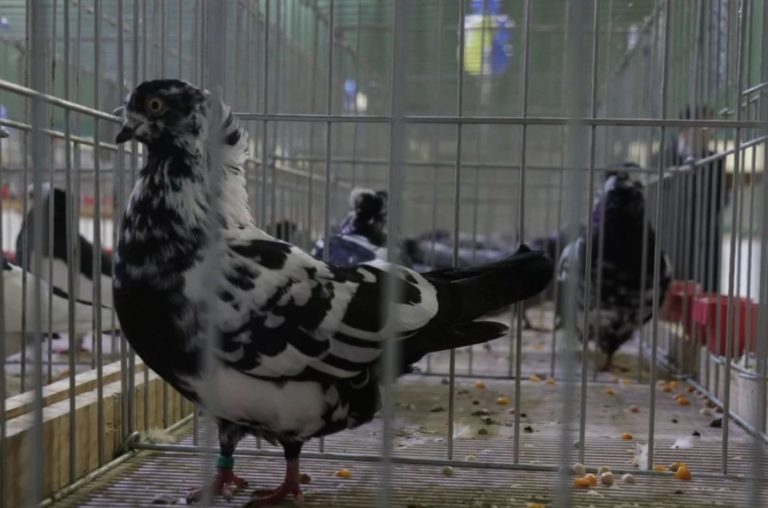 U Sarajevu održana izložba ptica i sitnih životinja 2019