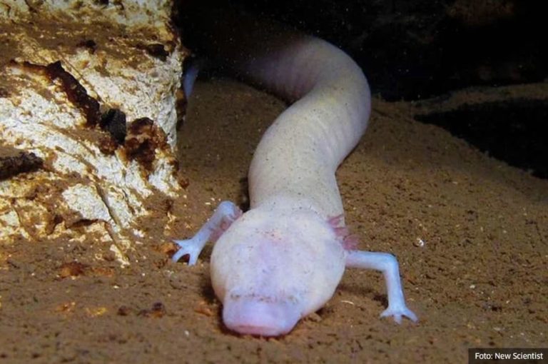 Bosanska čovječija ribica nije se pomaknula čak 7 godina