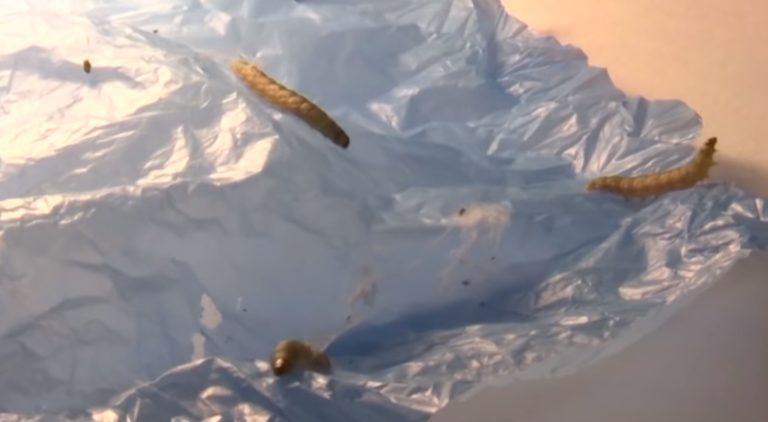 Ličinke voskovog moljca u borbi protiv plastičnog otpada