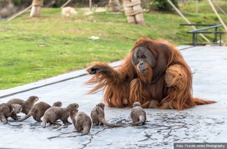 Orangutani se sprijateljili s grupom vidri u zoološkom vrtu u Belgiji