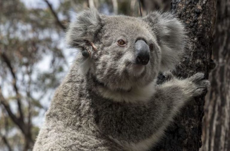 Nakon katastrofalnih požara u Australiji koale se vraćaju u divljinu