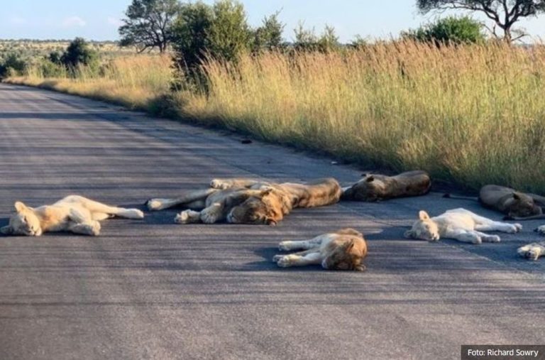 Dok su ljudi zatvoreni u kućama zbog pandemije COVID-19, lavovi se izležavaju na ulicama Južne Afrike