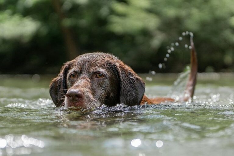 PETA izdala upozorenje: Zaštitite svoje četveronožne prijatelje tokom vrelih dana