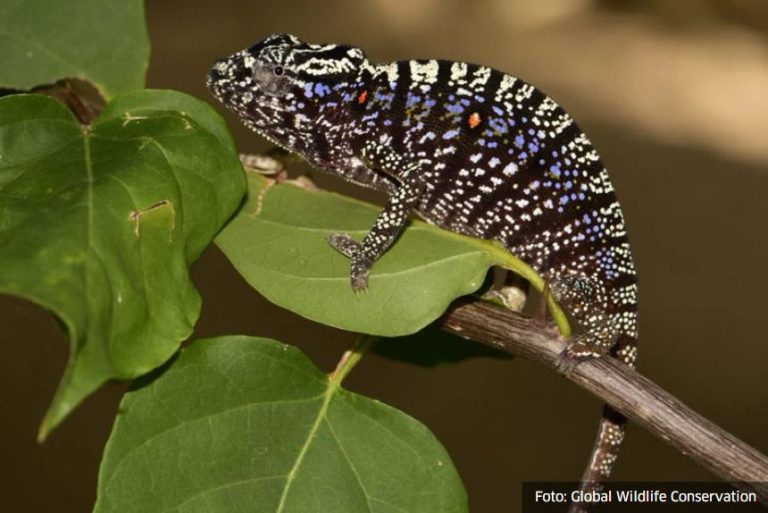 Kameleon posljednji put viđen prije 100 godina ponovo otkriven na Madagaskaru