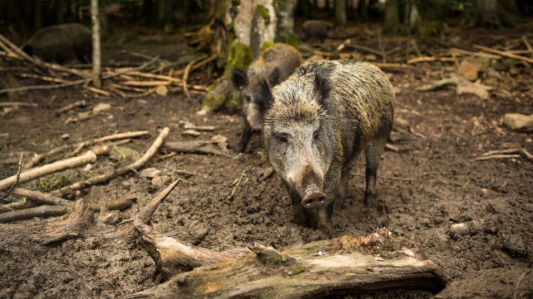 Afrička svinjska kuga se vratila u Srbiju