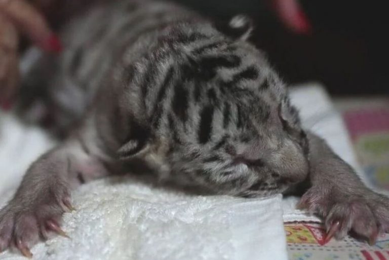 U Nikaragvi rođeno bijelo mladunče bengalskog tigra
