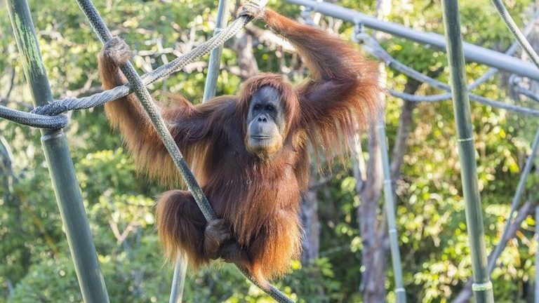 U zoološkom vrtu u San Diegu, majmuni primili eksperimentalnu vakcinu