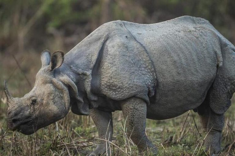 Pandemija zaustavila turizam u Nepalu: Broj nosoroga najveći u posljednjih 20 godina