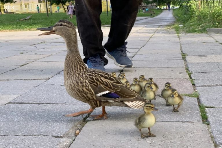 Sarajlija pomogao patki i pačićima da sigurno dođu do Miljacke