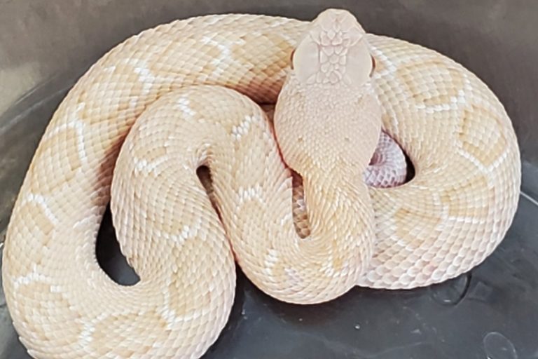 U Teksasu pronađena albino čegrtuša