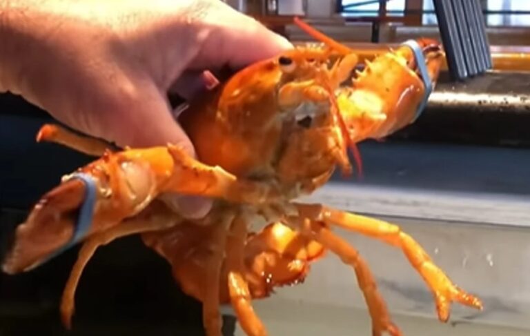 Zahvaljujući radnicima restorana od sigurne smrti spašen iznimno rijedak jastog